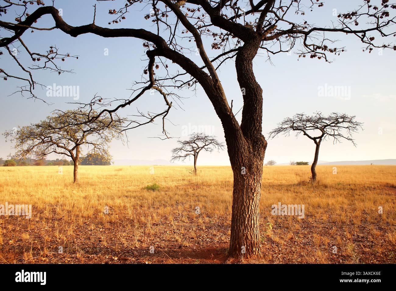 Arbres de savane dans le sanctuaire de faune de Mlilwane, Swaziland Banque D'Images