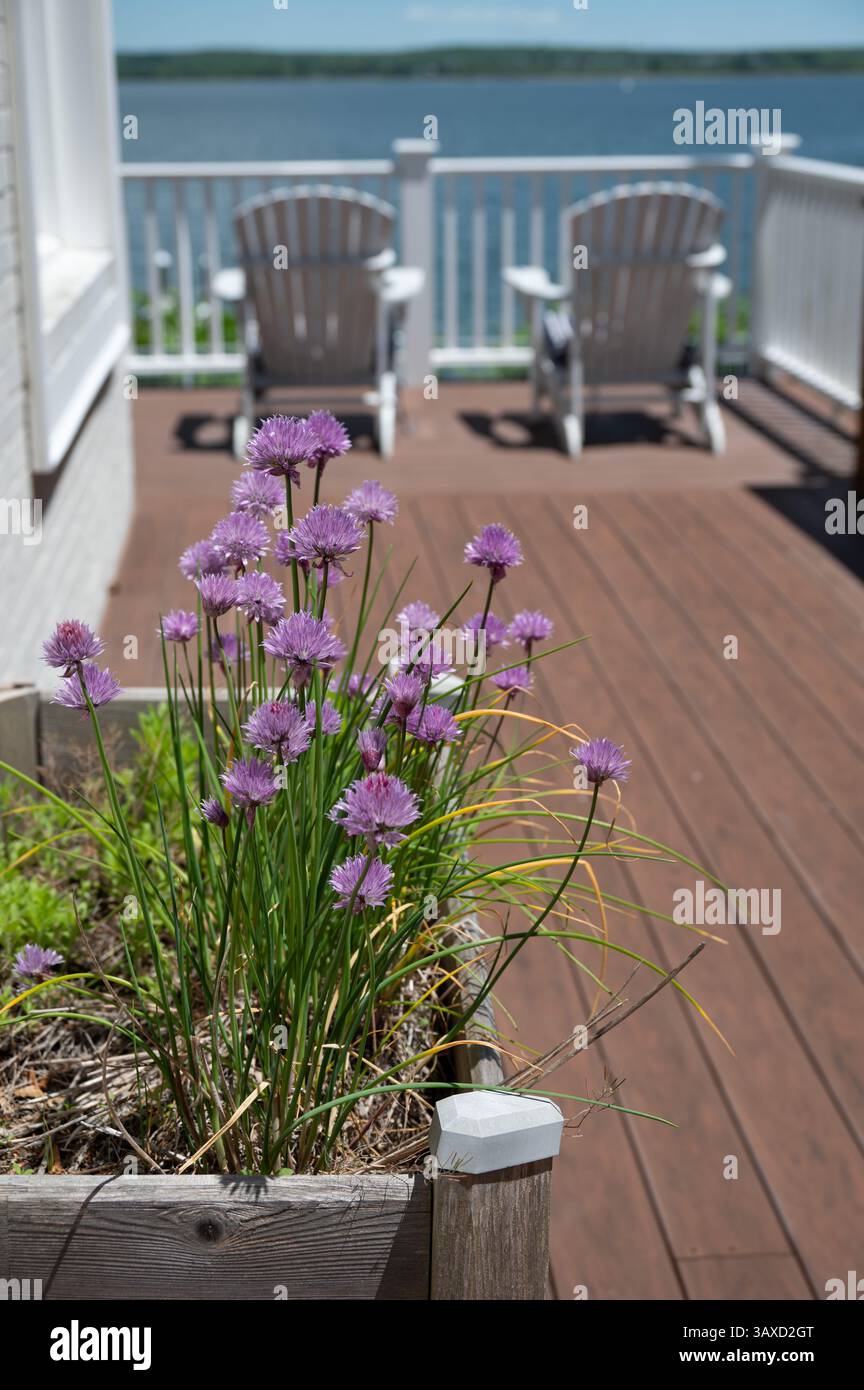 Fleurs de ciboulette violettes dans une jardinière en bois sur un pont côtier Banque D'Images