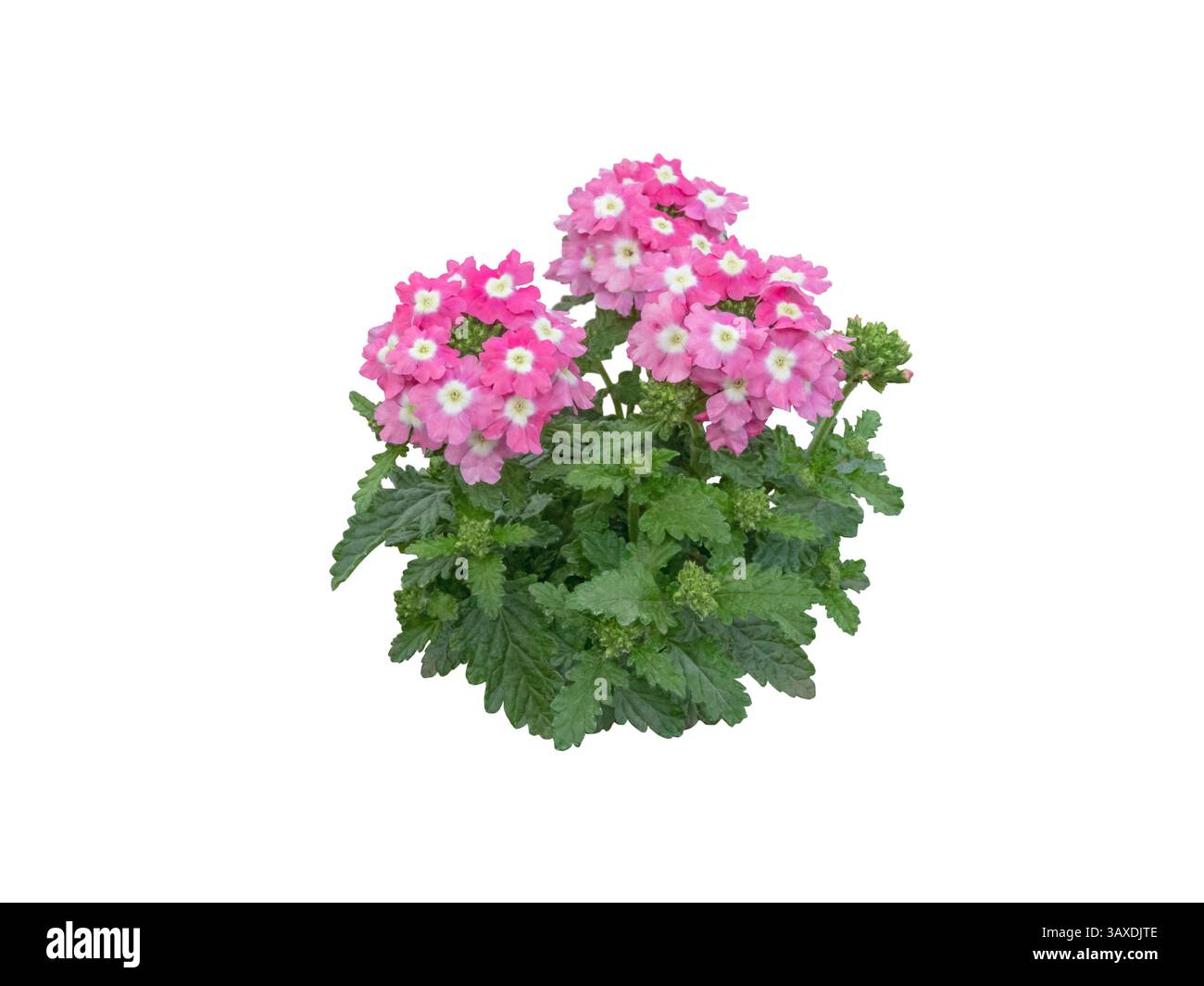 Verveine jeune plante isolée sur fond blanc. Fleurs roses avec partie centrale blanche. Plante annuelle populaire. Banque D'Images