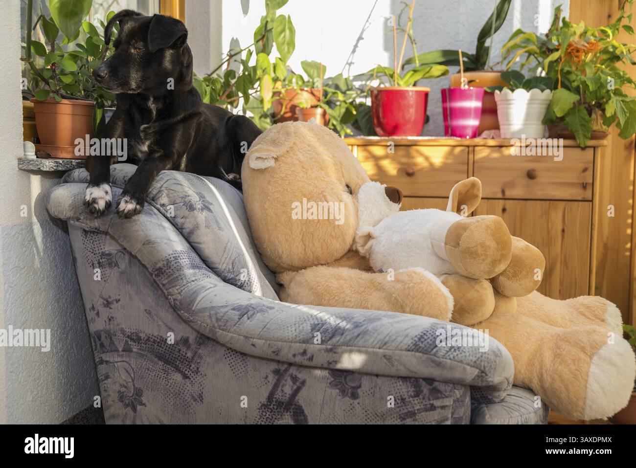 Chien noir se rend confortable sur le fauteuil du salon Banque D'Images