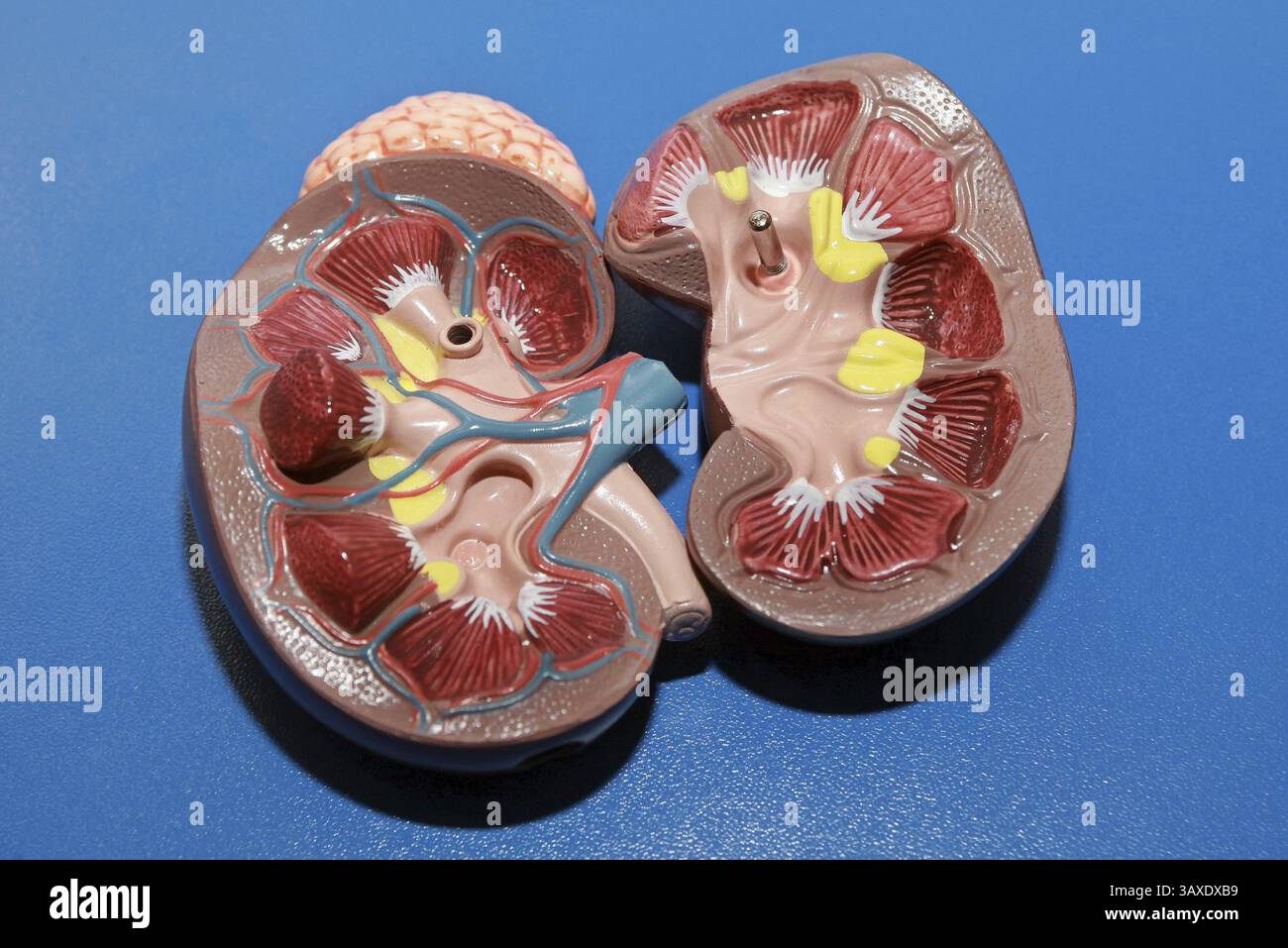 Modèle de rein Banque D'Images