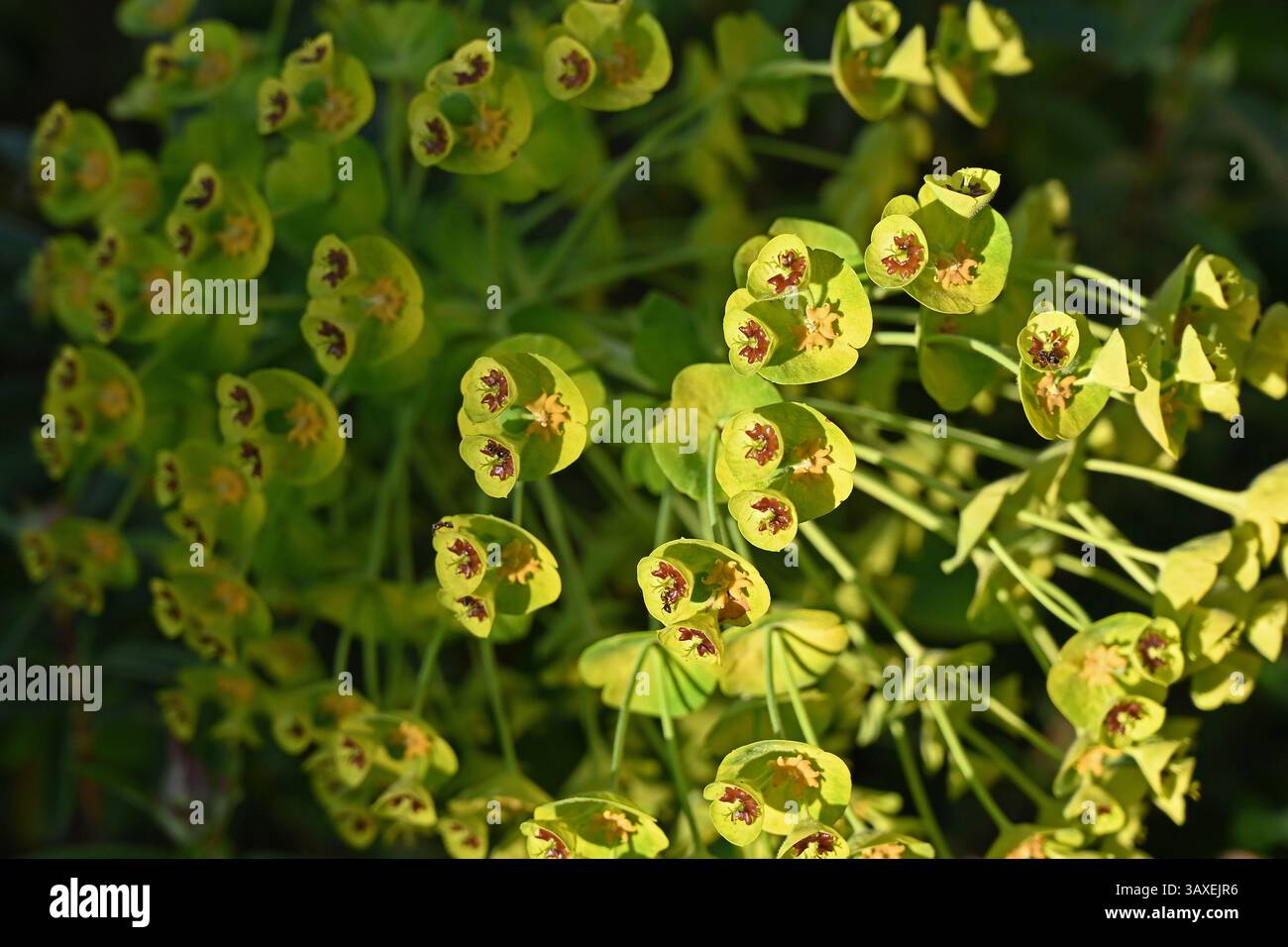 Euphorbia est un genre vaste et diversifié de plantes à fleurs, communément appelé éperon, de la famille des Euphorbiaceae. Banque D'Images