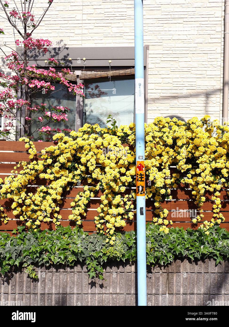 Fleurs jaunes fleurissant le long d'une rue à Ogikubo, Tokyo, avec un poteau miroir dans la lumière du soleil printanière Banque D'Images
