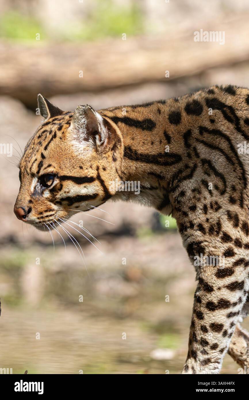 Profil de marche ocelot. Montrant un motif de fourrure tacheté et élégant mouvement de chat sauvage. La faune dans la nature. Banque D'Images Profil de marche ocelot. Montrant un motif de fourrure tacheté et élégant mouvement de chat sauvage. La faune dans la nature. Banque D'Images
