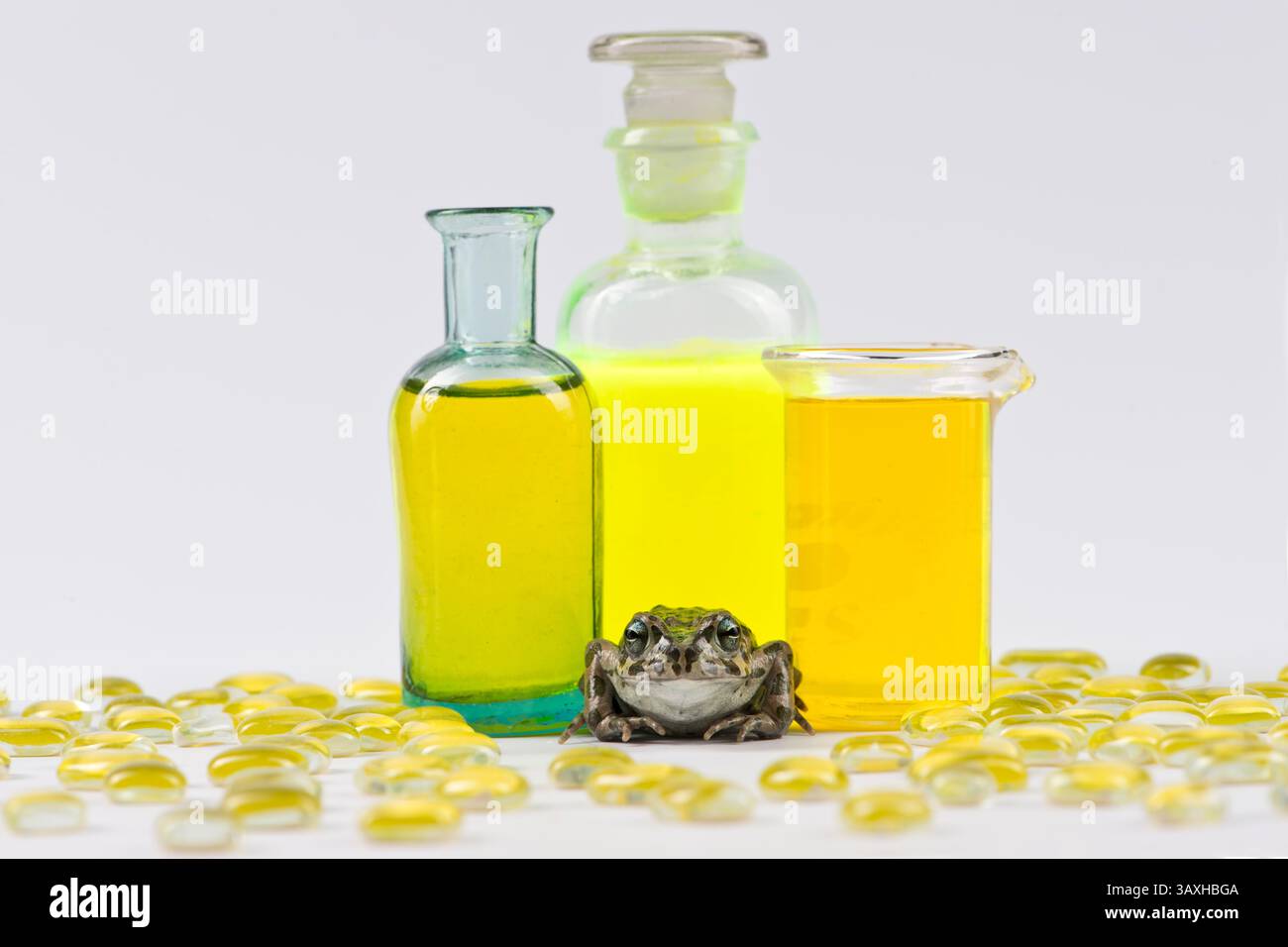 Crapaud vert assis devant des bouteilles jaunes remplies de liquide Banque D'Images