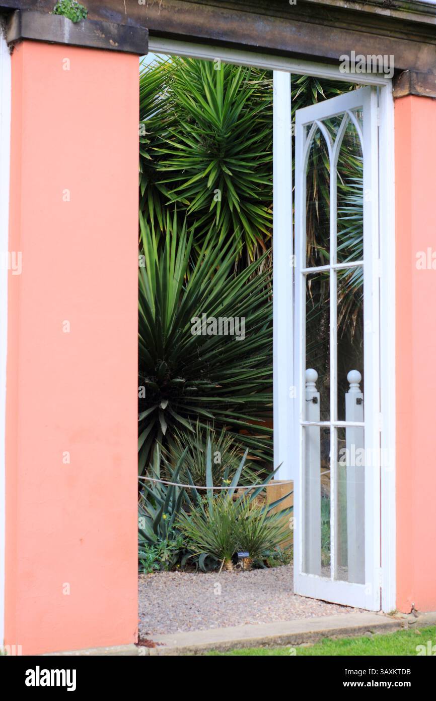 Collection nationale de plantes de yucca dans le Yuccary, une orangerie convertie, à Renishaw Halls and Gardens, près de Sheffield, Derbyshire, Royaume-Uni Banque D'Images