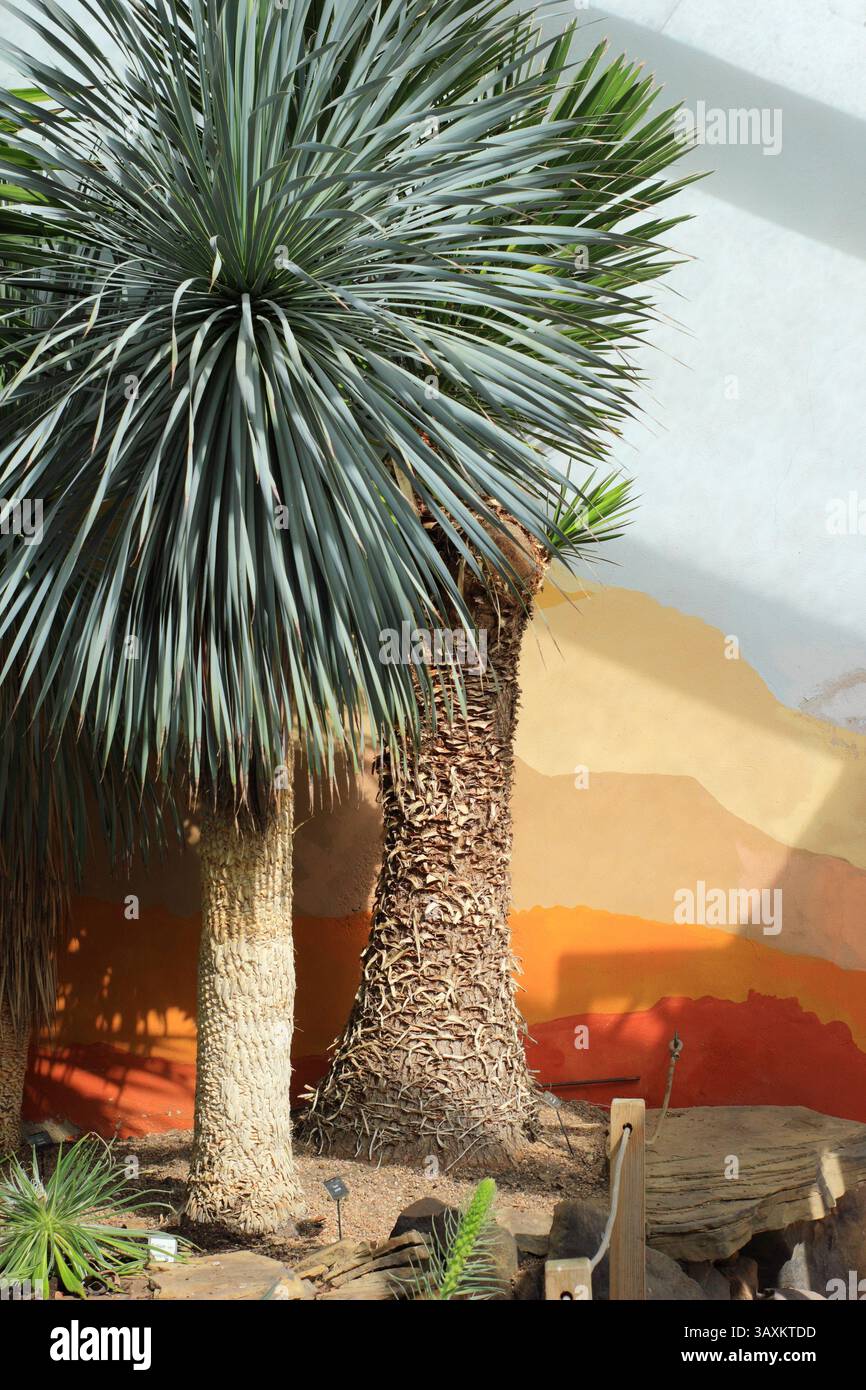 Collection nationale de plantes de yucca dans le Yuccary, une orangerie convertie, à Renishaw Halls and Gardens, près de Sheffield, Derbyshire, Royaume-Uni Banque D'Images