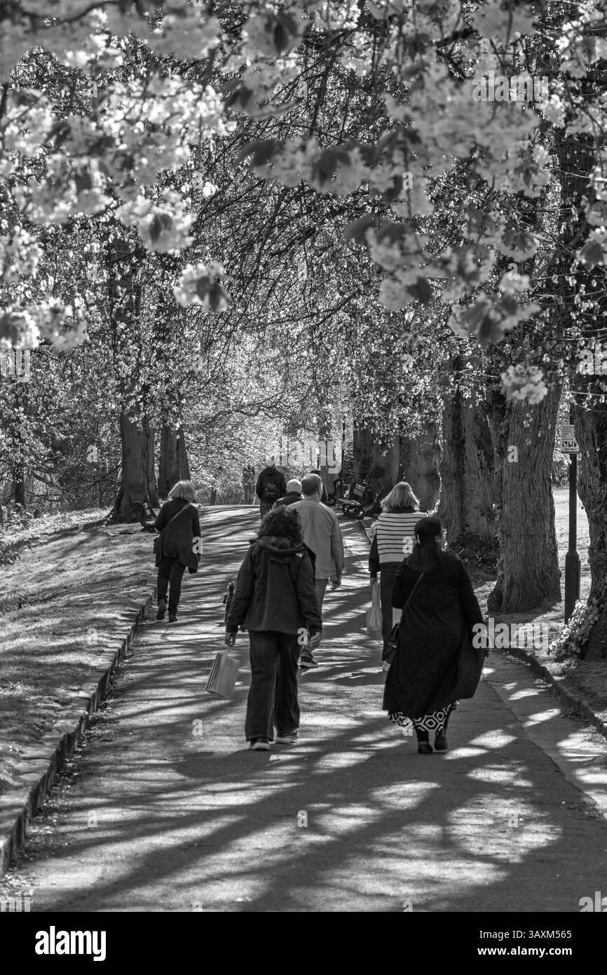 La lumière du soleil filtre à travers les arbres en fleurs tandis que les individus se promènent tranquillement le long d'un chemin bordé d'arbres, Harrogate, Yorkshire, Royaume-Uni. Banque D'Images