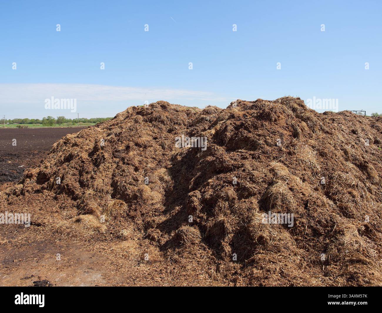 Tas géant de fumier de cheval empilé haut dans le champ laissé pourrir pour le compost de jardin Banque D'Images