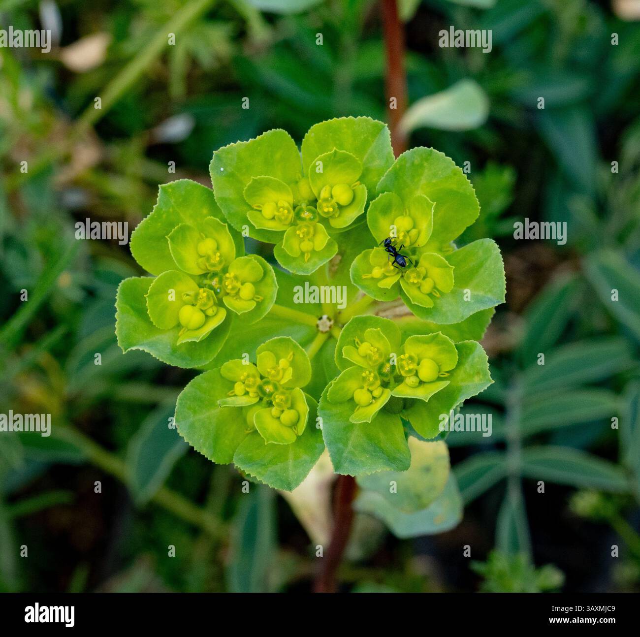 L'image montre une plante avec une couleur vert vif. La plante a plusieurs fleurs avec des centres jaunes. Une fourmi noire est assise sur l'une des fleurs. Le Banque D'Images