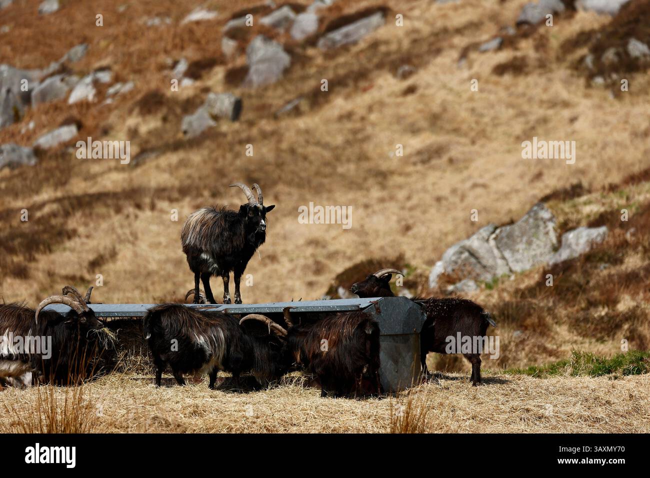 Chèvres de montagne sauvages dans les hauts plateaux d'Écosse Banque D'Images