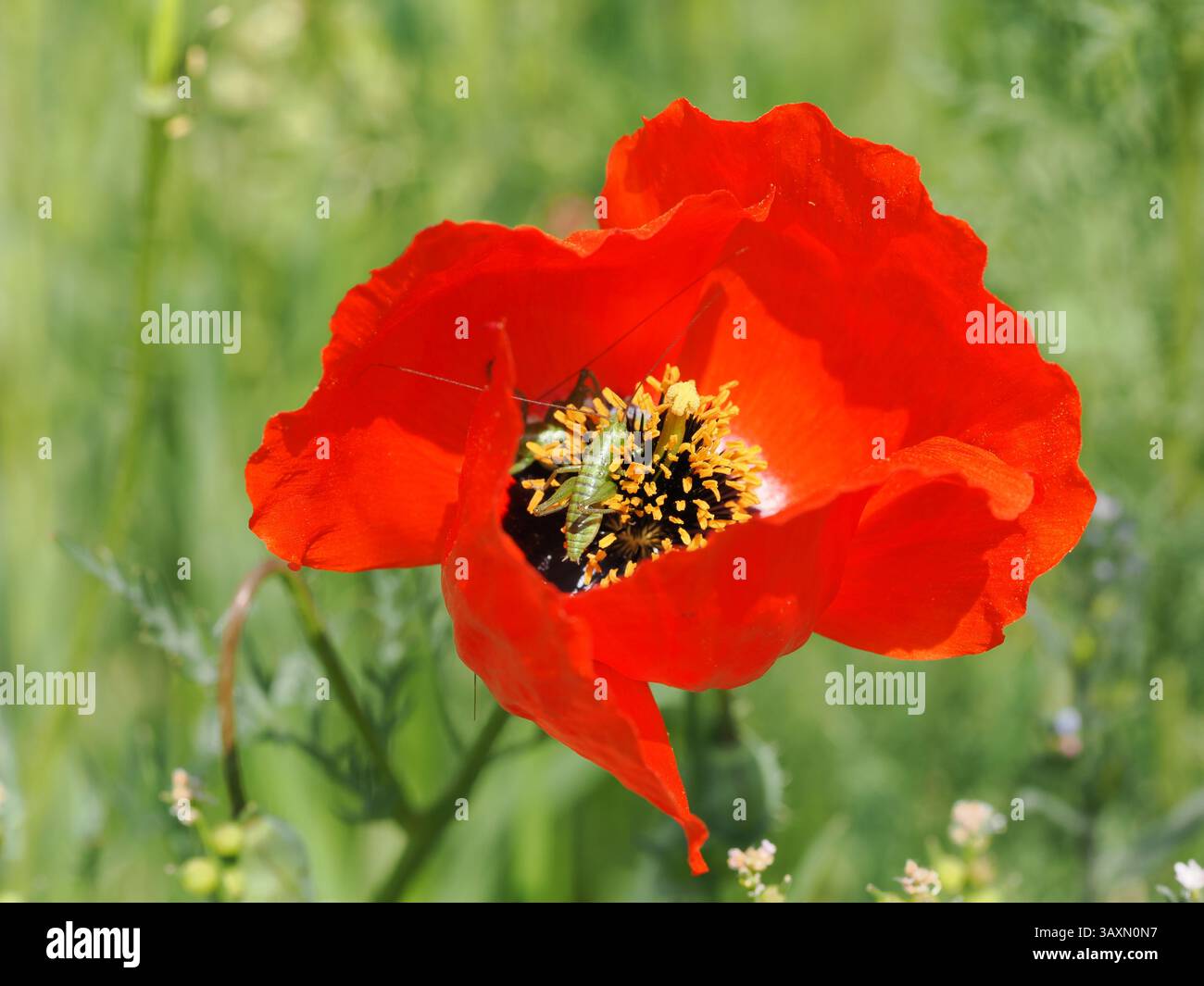 L'image montre une sauterelle au centre d'une fleur de pavot rouge vif. La fleur est ouverte, avec des étamines jaunes visibles. L'arrière-plan est flou Banque D'Images