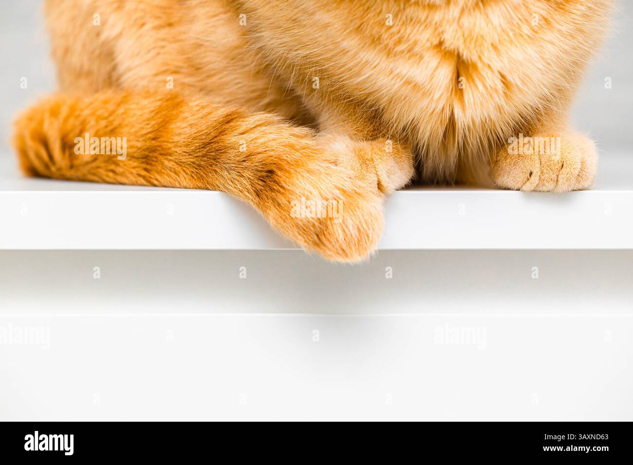 chat au gingembre assis sur le bord d'une table blanche Banque D'Images