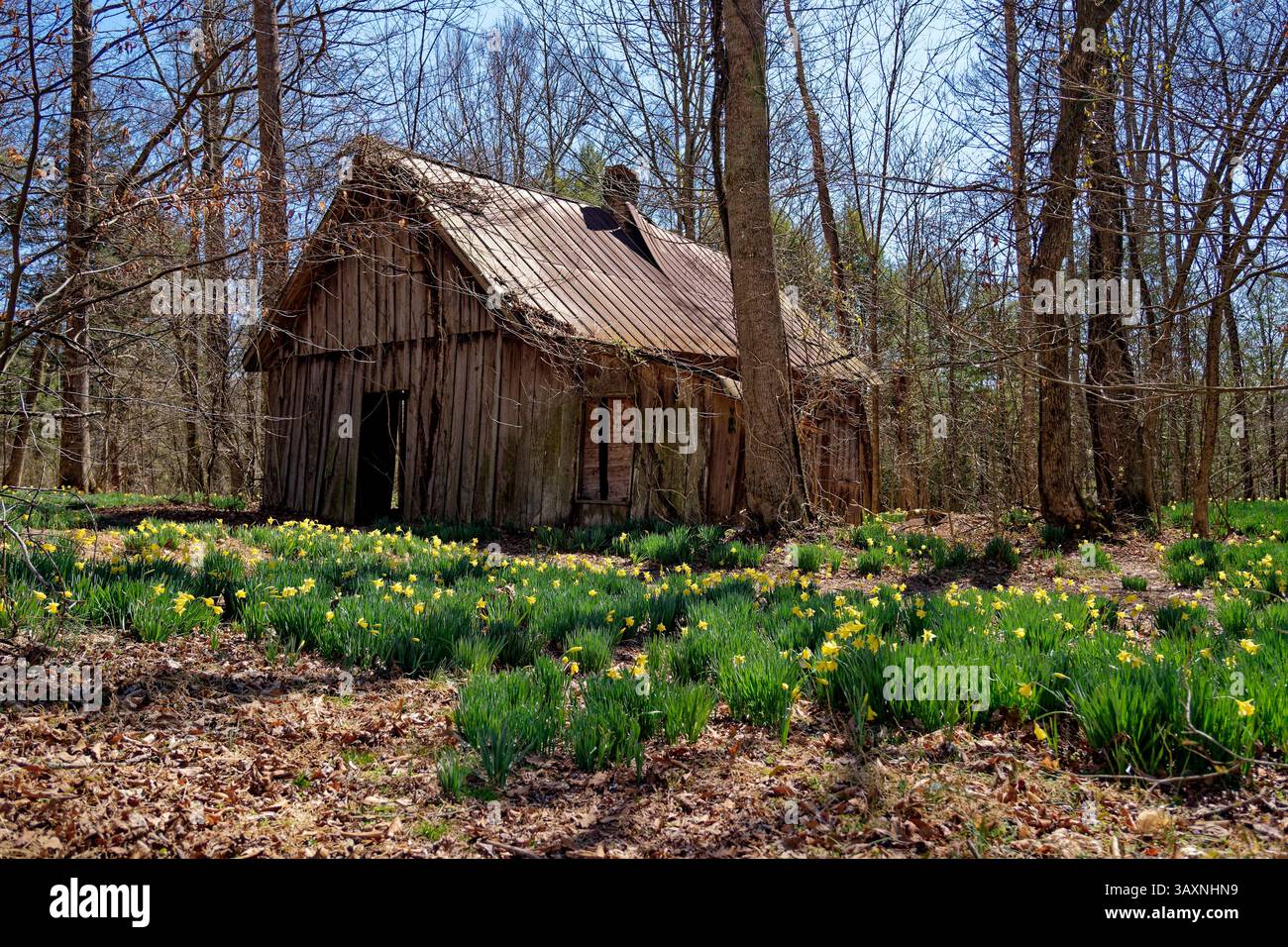 Restes d'une ancienne ferme dans les bois avec jonquilles jaune vif dispersées autour de la structure en bois abandonnée et des arbres par une journée ensoleillée à earl Banque D'Images Restes d'une ancienne ferme dans les bois avec jonquilles jaune vif dispersées autour de la structure en bois abandonnée et des arbres par une journée ensoleillée à earl Banque D'Images