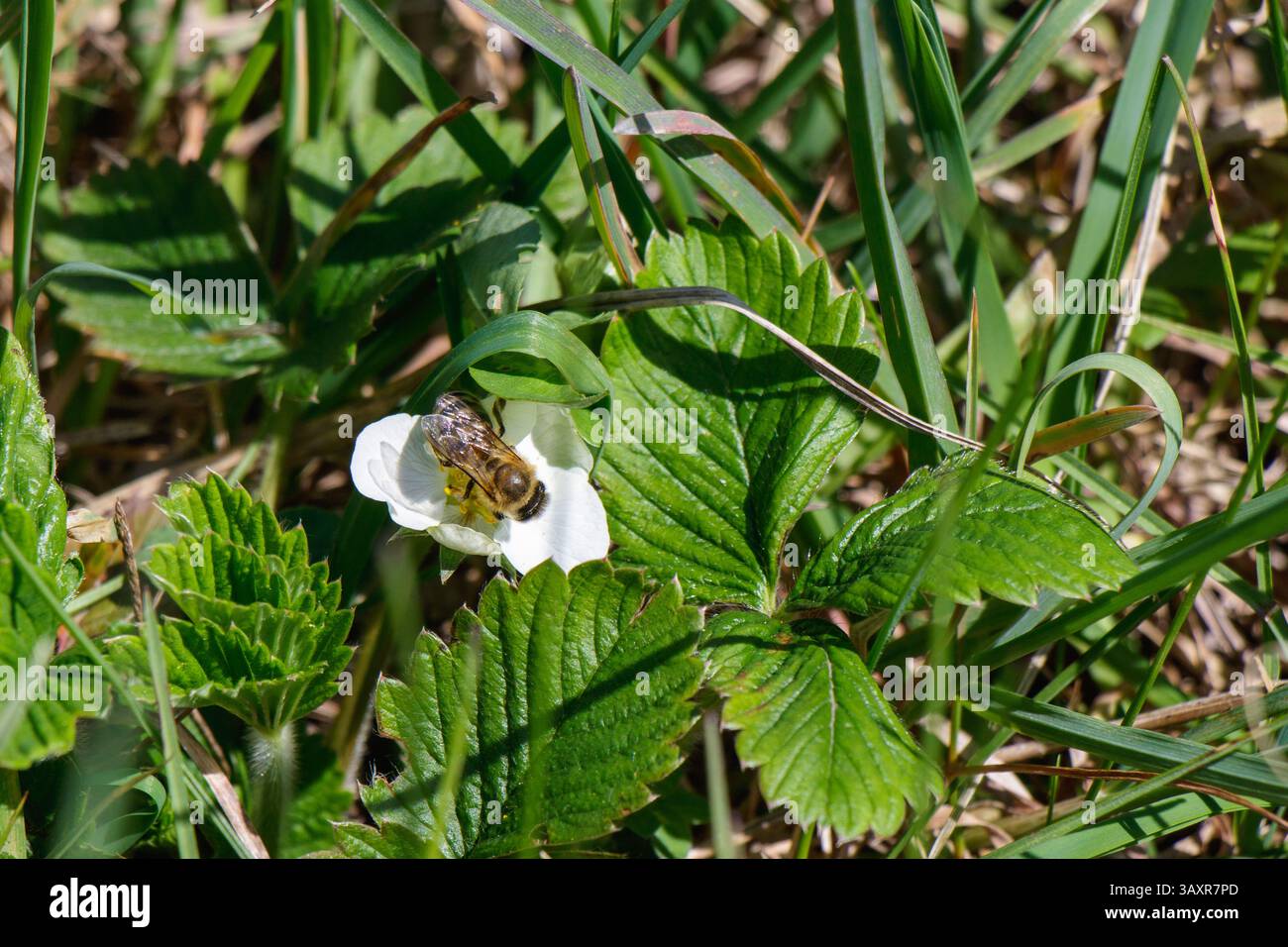 Une abeille est vue ramasser le nectar d'une fleur blanche délicate au milieu de l'herbe verte et des feuilles pendant la saison vibrante du printemps. La nature prospère dans cette pe Banque D'Images