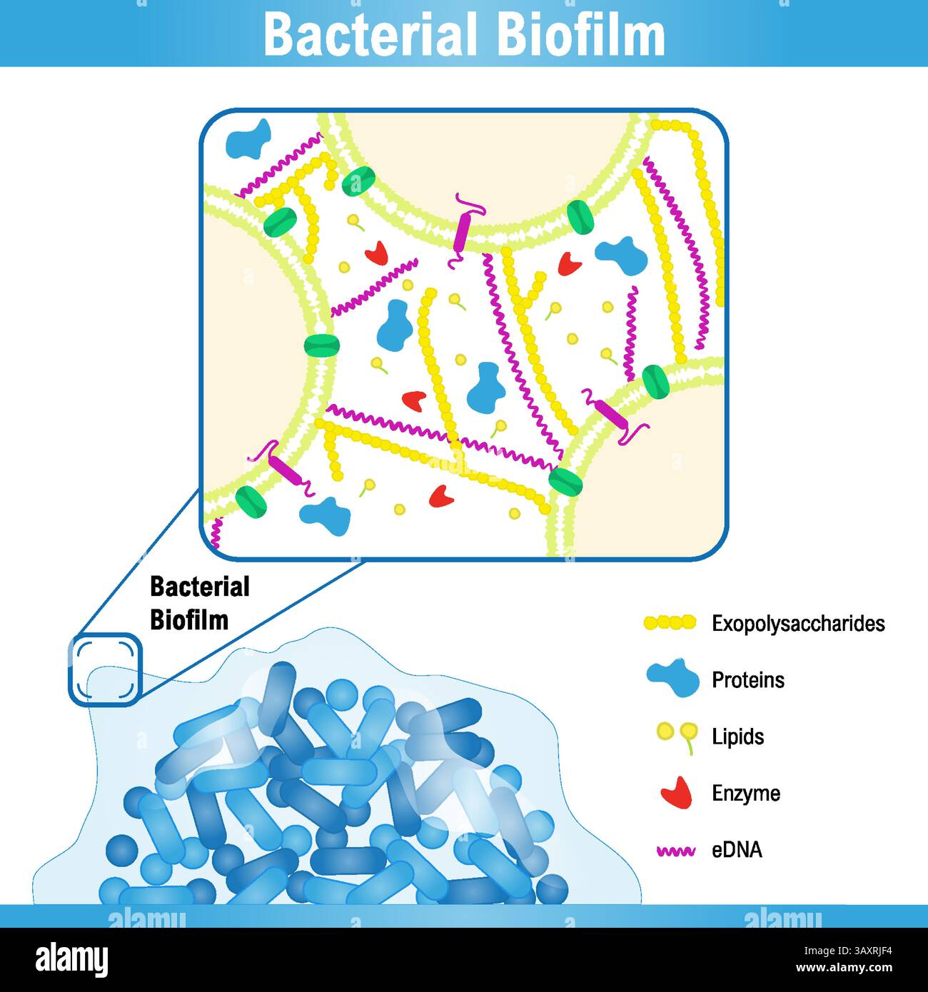 Représentation schématique d'un biofilm bactérien et de sa substance polymère extracellulaire. Illustration médicale vectorielle Illustration de Vecteur