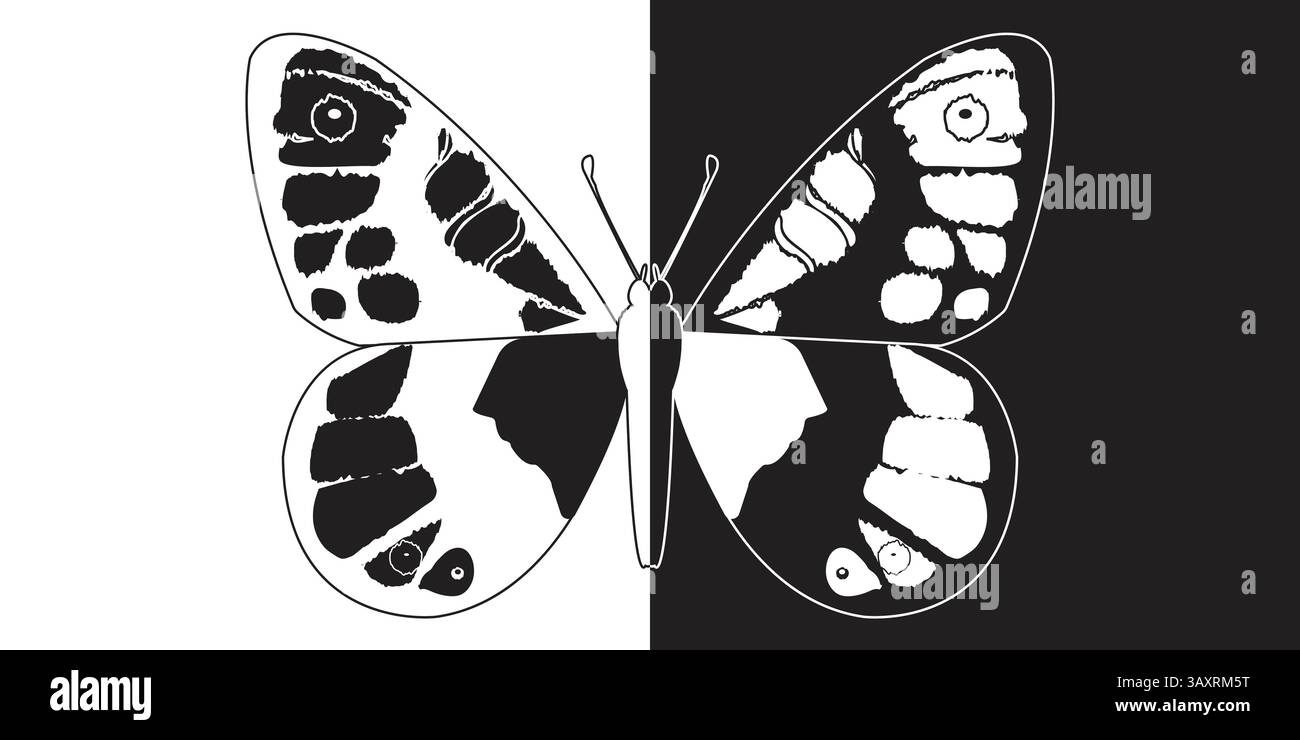 Papillon noir et blanc sur fond noir et blanc. Illustration vectorielle. Illustration de Vecteur