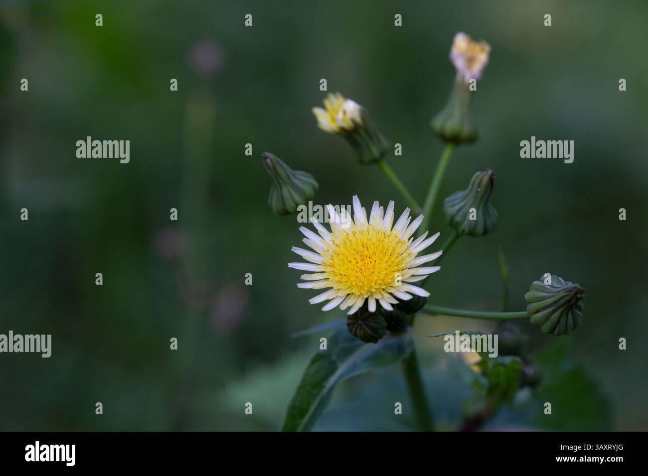 Close up de Sonchus asper, également connu sous le nom de figuier le laiteron rude, laiteron épineux, chardon de lait, bordées de sharp, laiteron épineux ou-l Banque D'Images