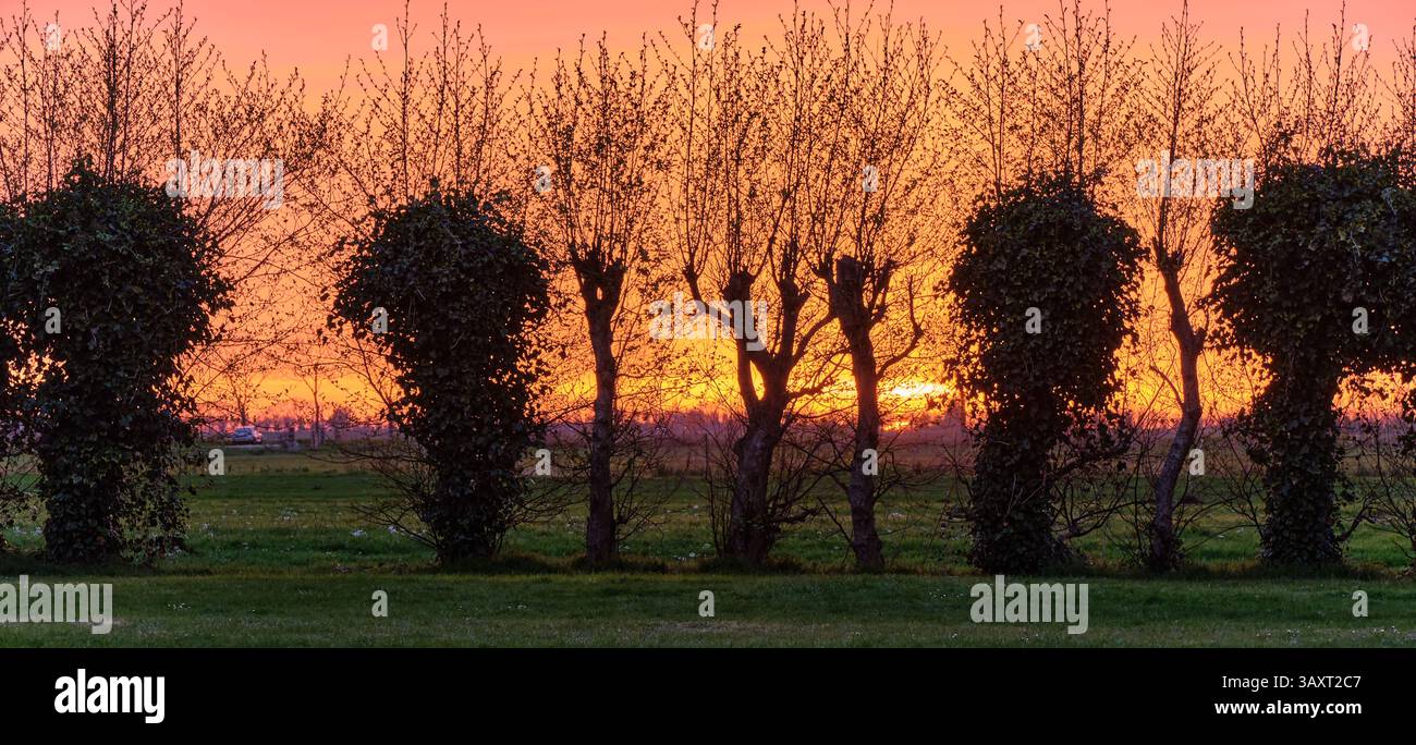 Coucher de soleil doré regardant à travers les saules pollard à Low Holland, pays-Bas. Une scène rurale sereine avec des feuilles vertes fraîches et une douce lumière du soir. Banque D'Images
