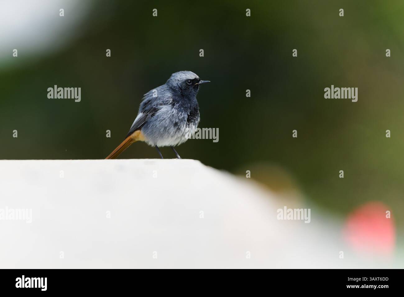Phoenicurus ochruros aka mâle rouge noir. Oiseau commun en république tchèque. Banque D'Images