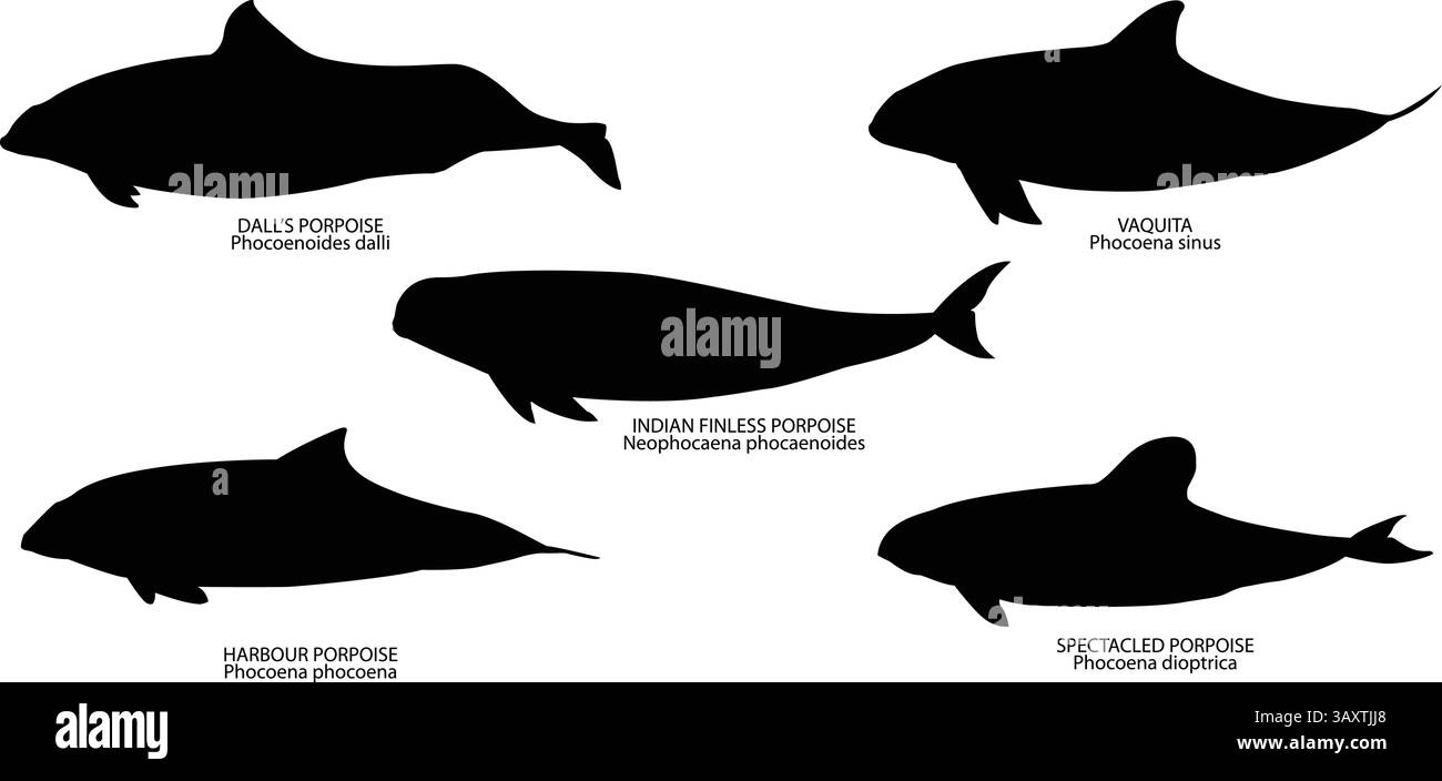 ensemble de vecteurs de marsouins et images de silhouette vecteurs avec nom et nom scientifique Illustration de Vecteur