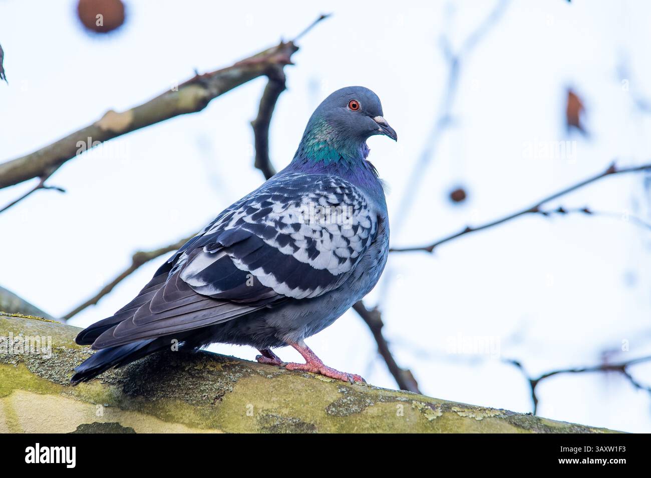 Un pigeon de roche (Columba Livia) perché sur une branche d'arbre, observant calmement ses environs dans un cadre urbain naturel. Banque D'Images