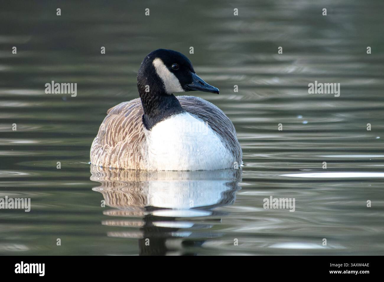Une OIE du Canada (Branta canadensis) nage dans l'eau, regarde sur le côté, observant ses environs alors qu'elle est partiellement submergée. Banque D'Images