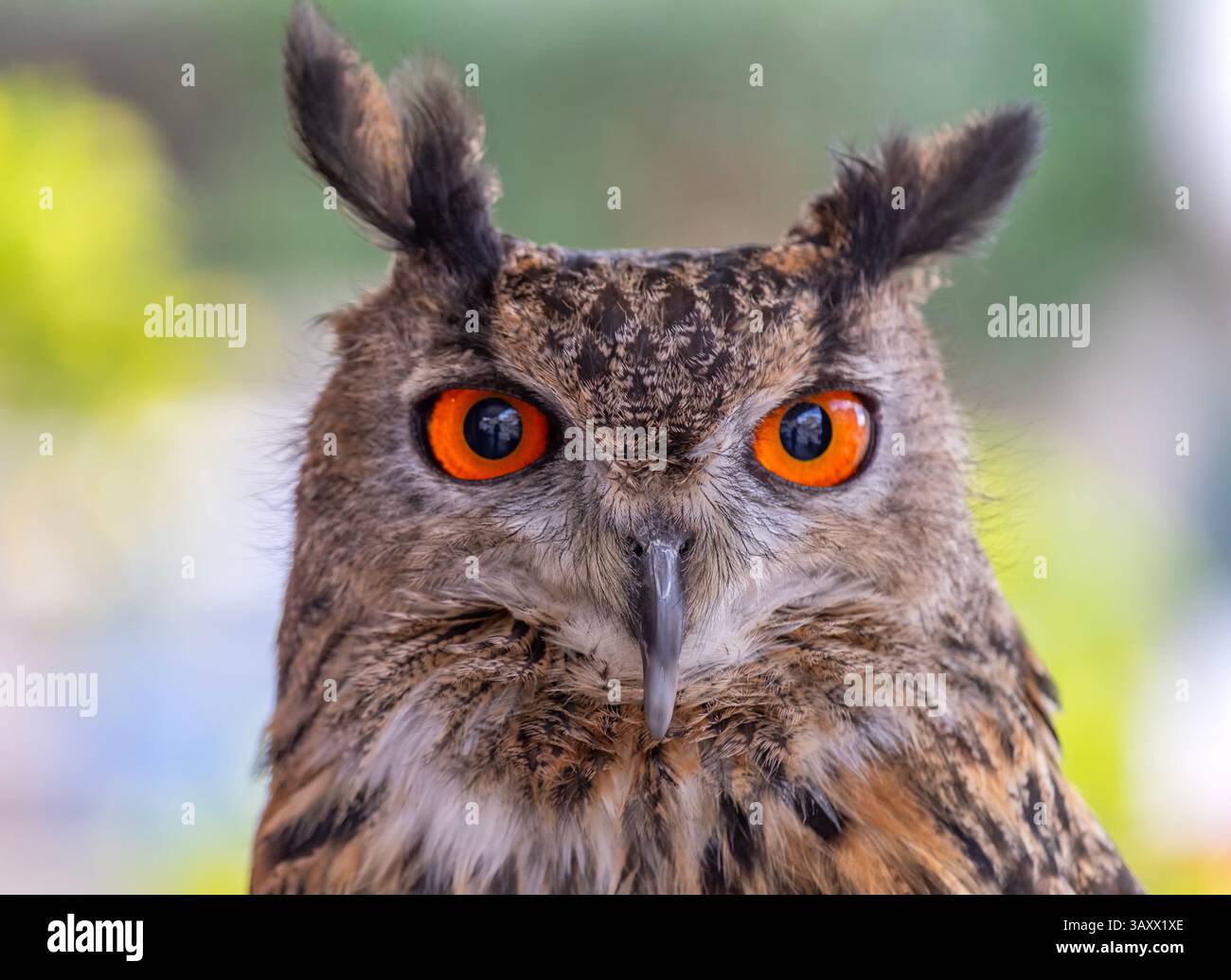 European Eagle Owl, Bubo bubo, Cantabrie, Espagne Banque D'Images