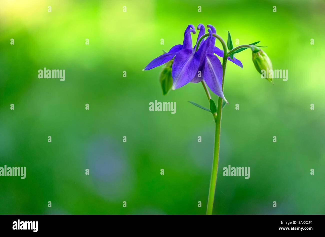 Fleurs sauvages de columbine (aquilegia vulgaris) Banque D'Images