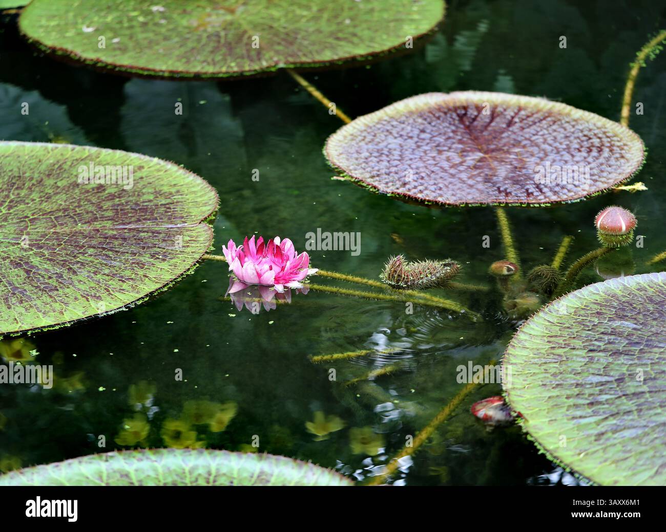 Nénuphar de l'Amazone, nénuphar royal ou nénuphar géant, Victoria amazonica, Nymphaeceae. Guyana et le bassin amazonien, Amérique du Sud. Banque D'Images