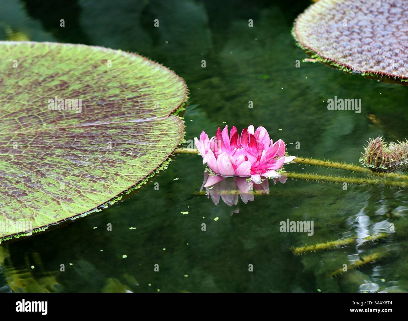 Nénuphar de l'Amazone, nénuphar royal ou nénuphar géant, Victoria amazonica, Nymphaeceae. Guyana et le bassin amazonien, Amérique du Sud. Banque D'Images