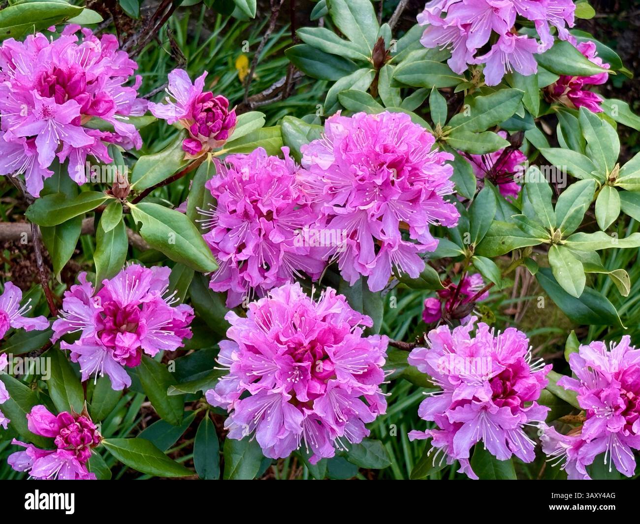 Grandes grappes de fleurs de rhododendrons roses dans un jardin. - Image de stock capturée avec un smartphone