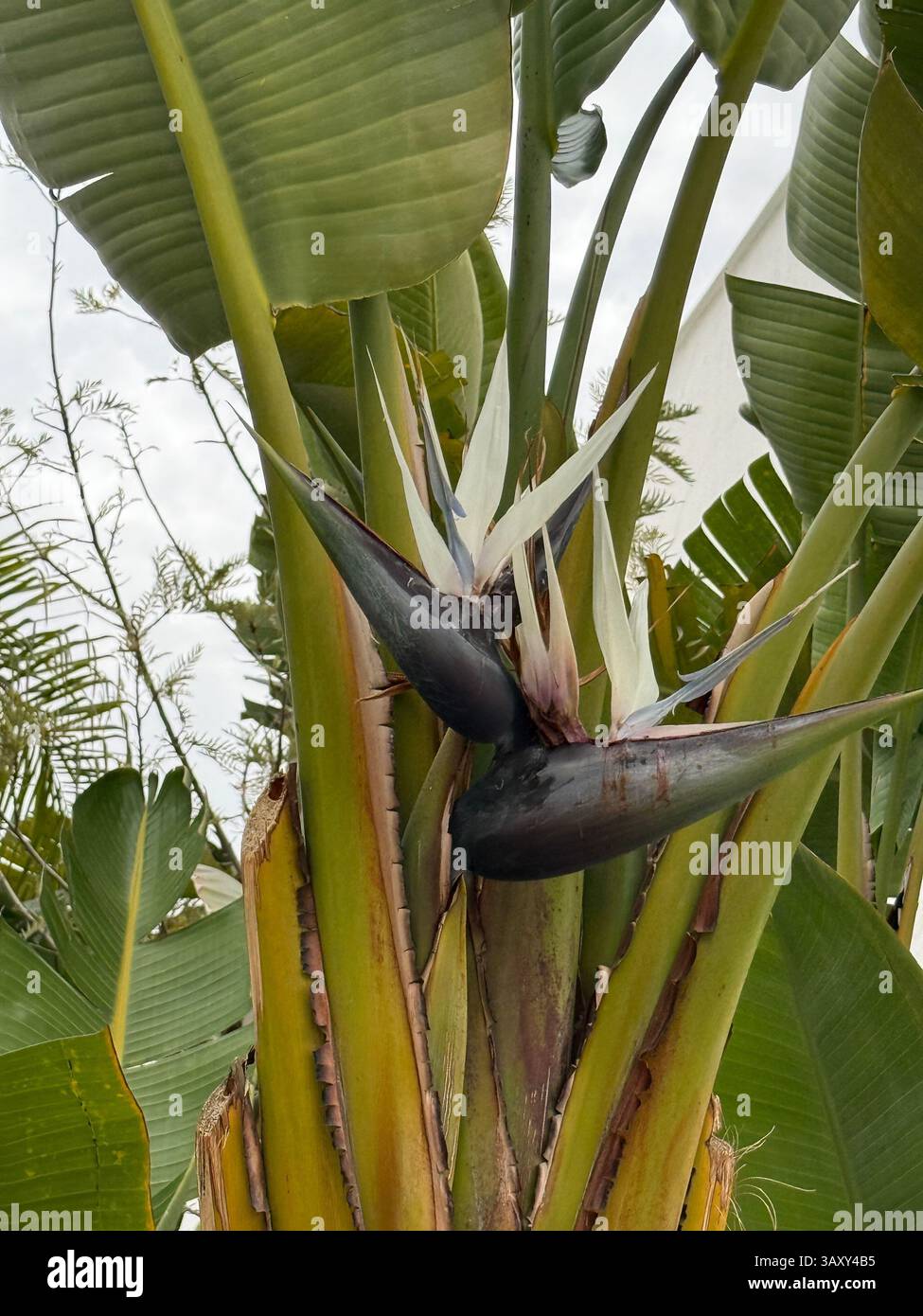 Fleurs de Strelitzia Nicolai, couramment appelée l'oiseau de paradis géant ou banane sauvage. - Image de stock capturée avec un smartphone