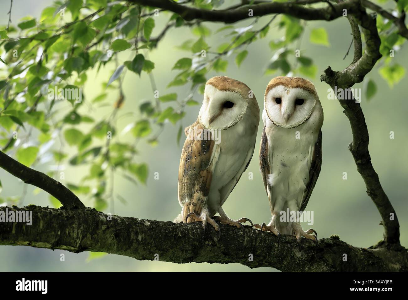 Chouette grange (Tyto alba), adulte, paire, vigilant, sur l'arbre, en été, sumava, République tchèque, Europe Banque D'Images