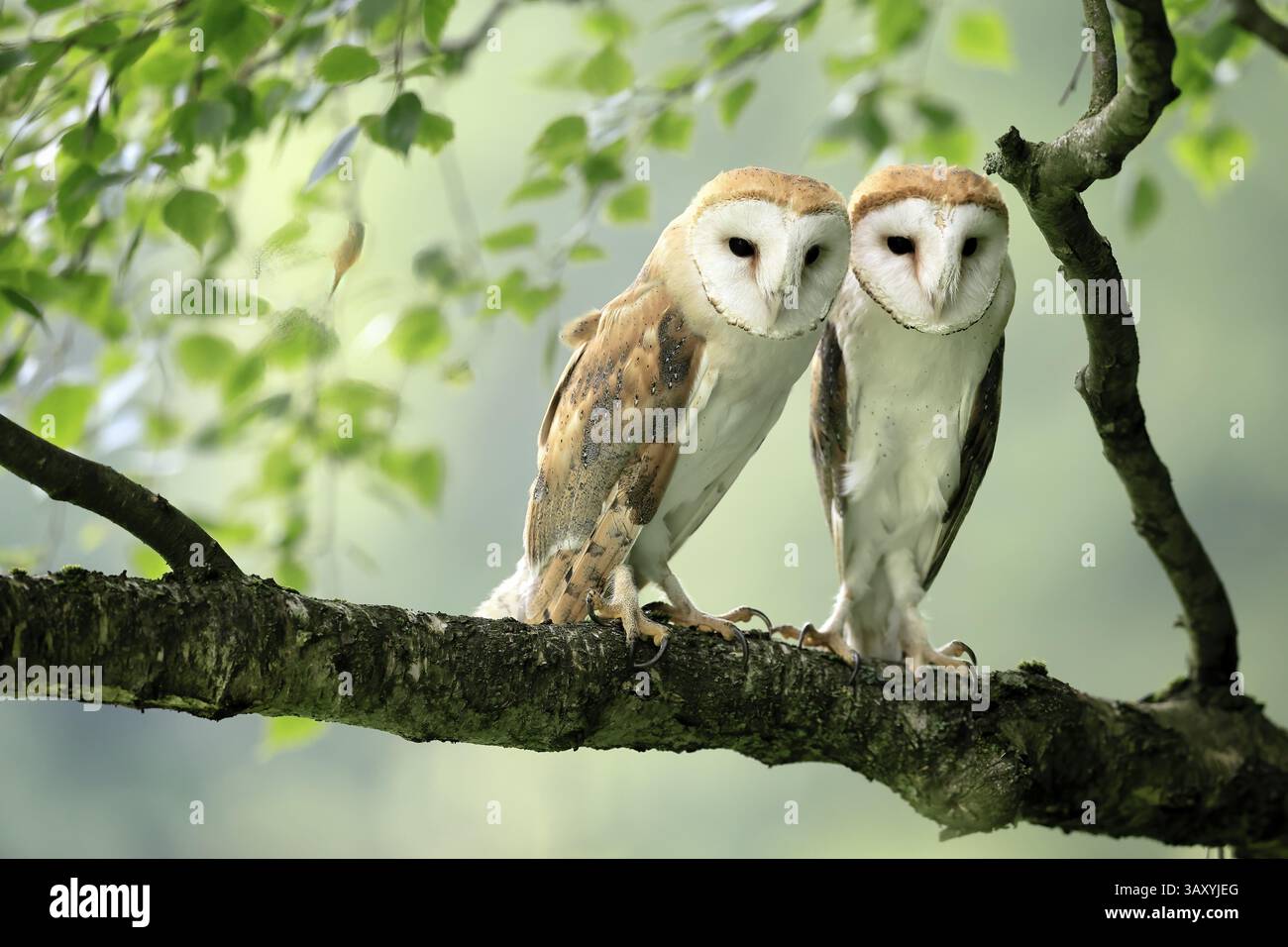 Chouette grange (Tyto alba), adulte, paire, vigilant, sur l'arbre, en été, sumava, République tchèque, Europe Banque D'Images
