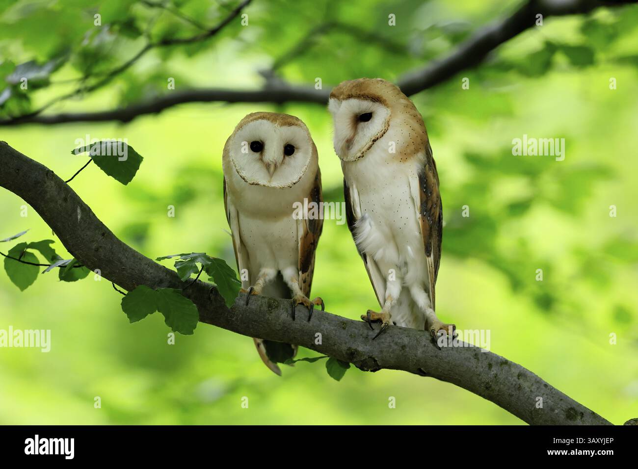 Chouette grange (Tyto alba), adulte, paire, vigilant, sur l'arbre, en été, sumava, République tchèque, Europe Banque D'Images