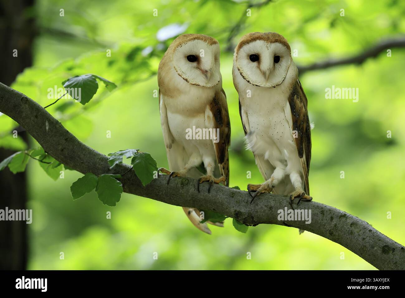 Chouette grange (Tyto alba), adulte, paire, vigilant, sur l'arbre, en été, sumava, République tchèque, Europe Banque D'Images