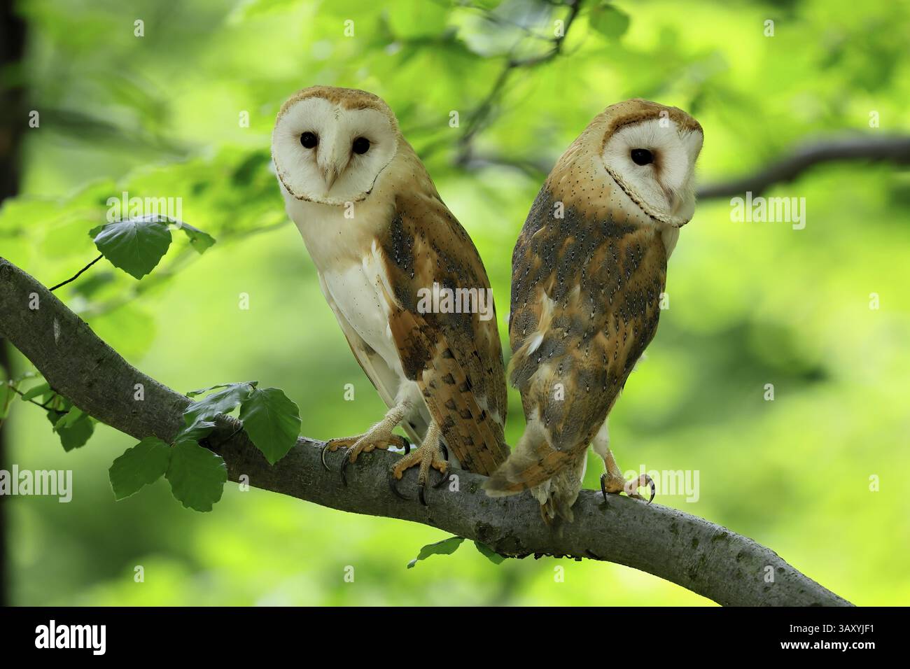 Chouette grange (Tyto alba), adulte, paire, vigilant, sur l'arbre, en été, sumava, République tchèque, Europe Banque D'Images
