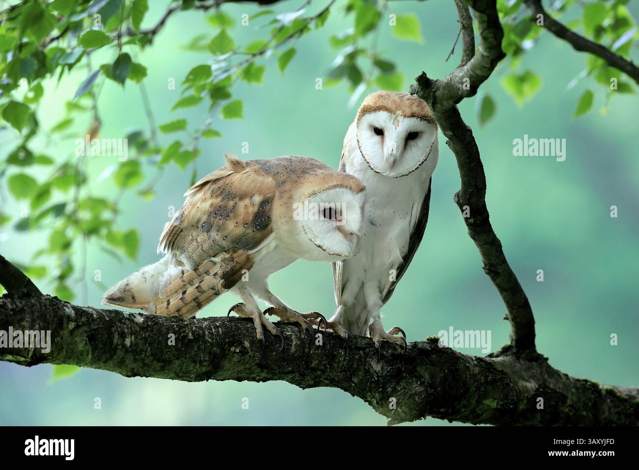 Chouette grange (Tyto alba), adulte, paire, vigilant, sur l'arbre, en été, sumava, République tchèque, Europe Banque D'Images