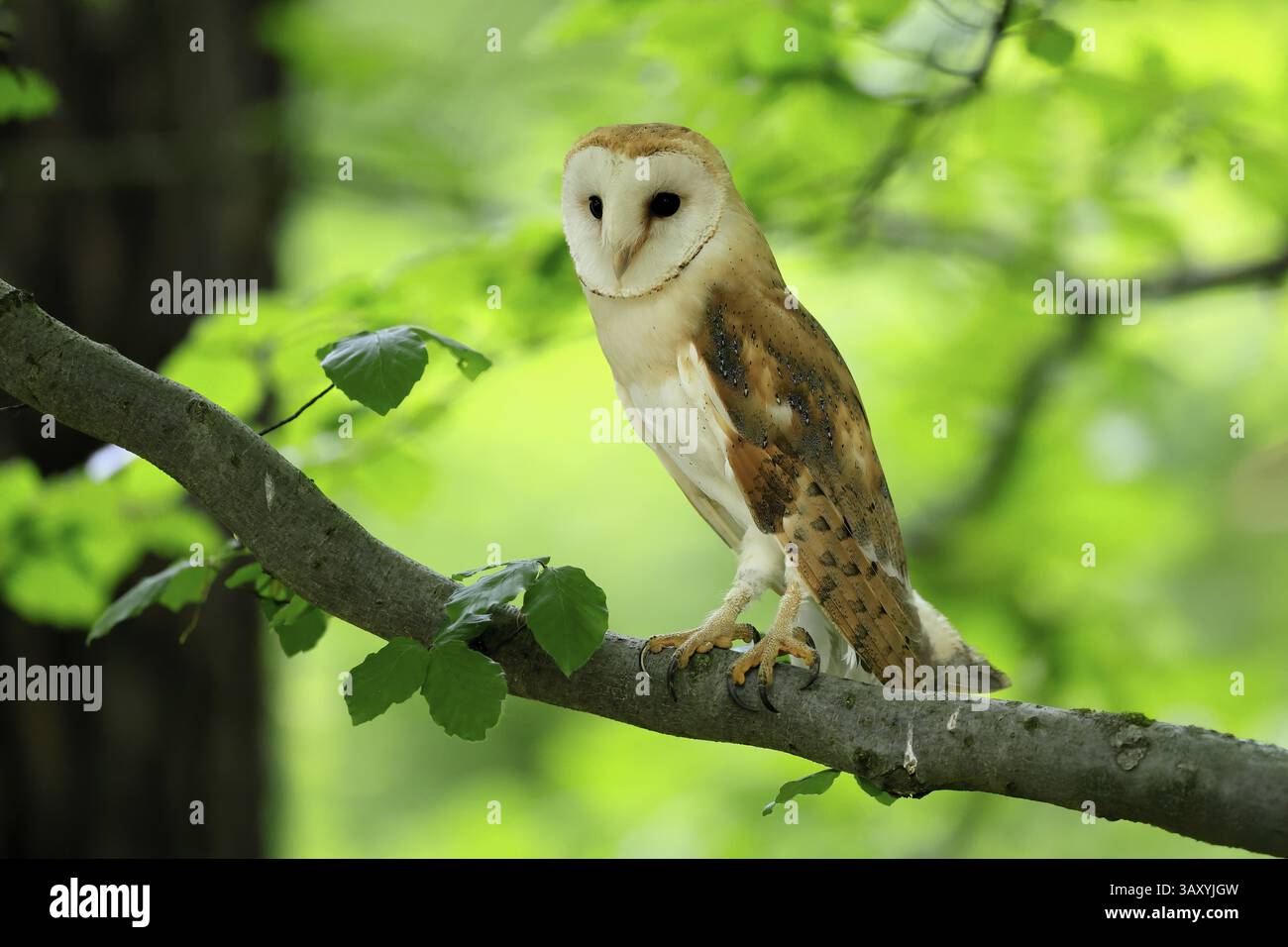 Chouette grange (Tyto alba), adulte, vigilant, sur l'arbre, en été, sumava, République tchèque, Europe Banque D'Images