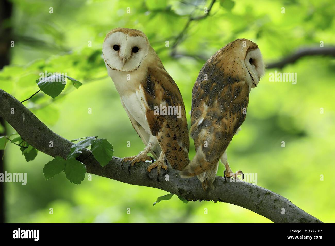 Chouette grange (Tyto alba), adulte, paire, vigilant, sur l'arbre, en été, sumava, République tchèque, Europe Banque D'Images