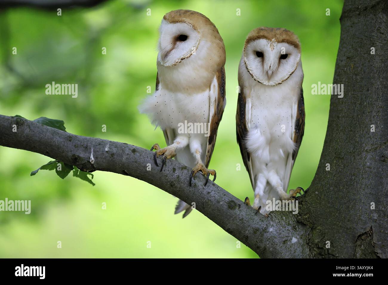 Chouette grange (Tyto alba), adulte, paire, vigilant, sur l'arbre, en été, sumava, République tchèque, Europe Banque D'Images