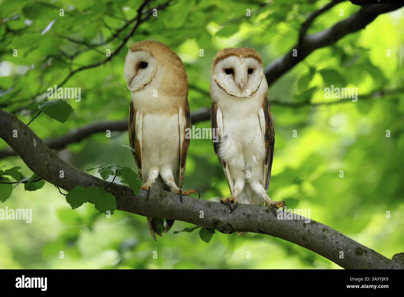 Chouette grange (Tyto alba), adulte, paire, vigilant, sur l'arbre, en été, sumava, République tchèque, Europe Banque D'Images