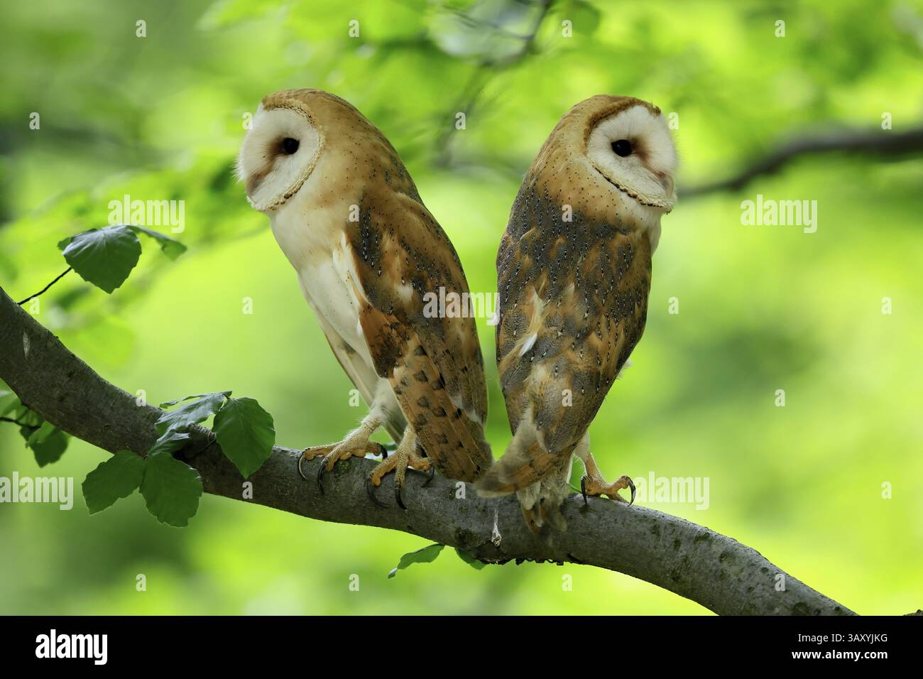 Chouette grange (Tyto alba), adulte, paire, vigilant, sur l'arbre, en été, sumava, République tchèque, Europe Banque D'Images