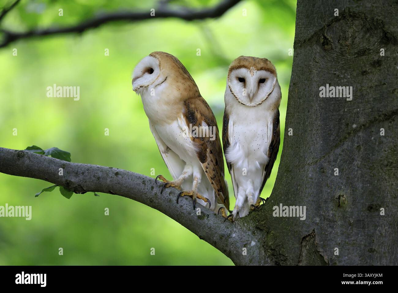 Chouette grange (Tyto alba), adulte, paire, vigilant, sur l'arbre, en été, sumava, République tchèque, Europe Banque D'Images