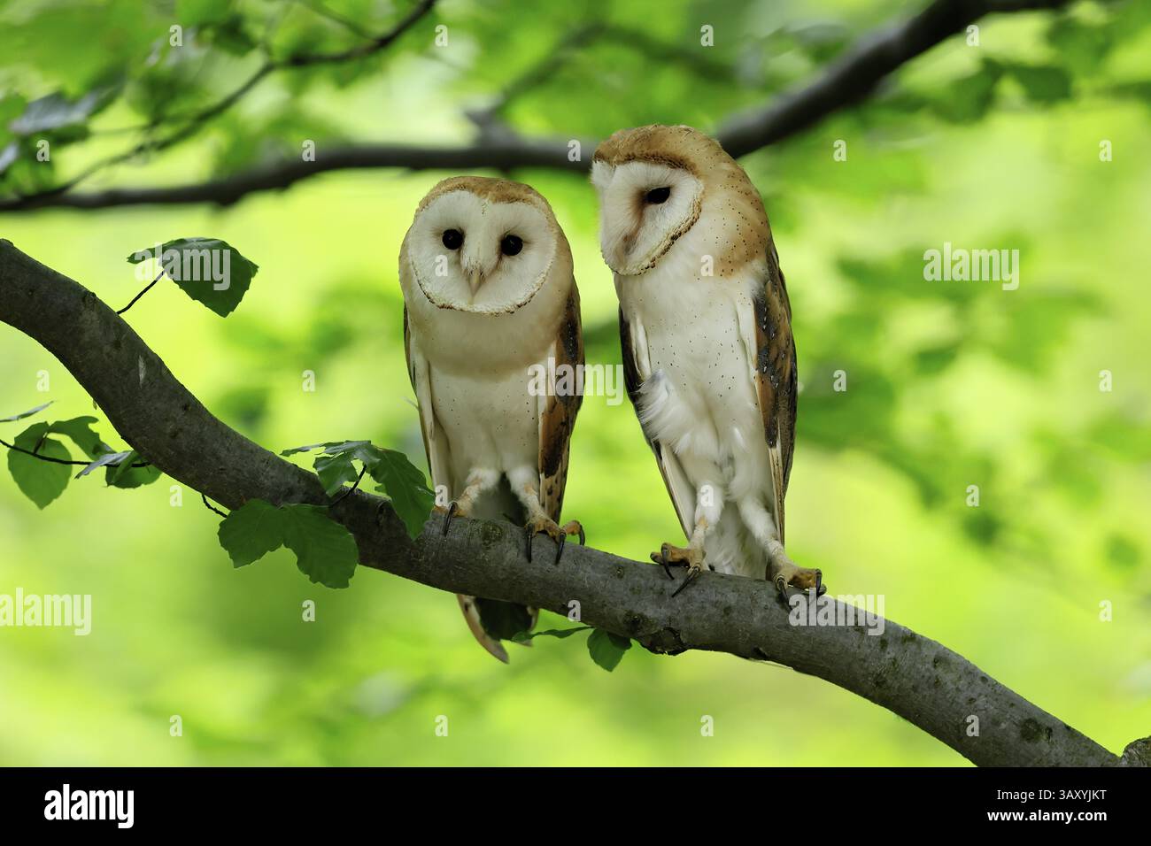 Chouette grange (Tyto alba), adulte, paire, vigilant, sur l'arbre, en été, sumava, République tchèque, Europe Banque D'Images