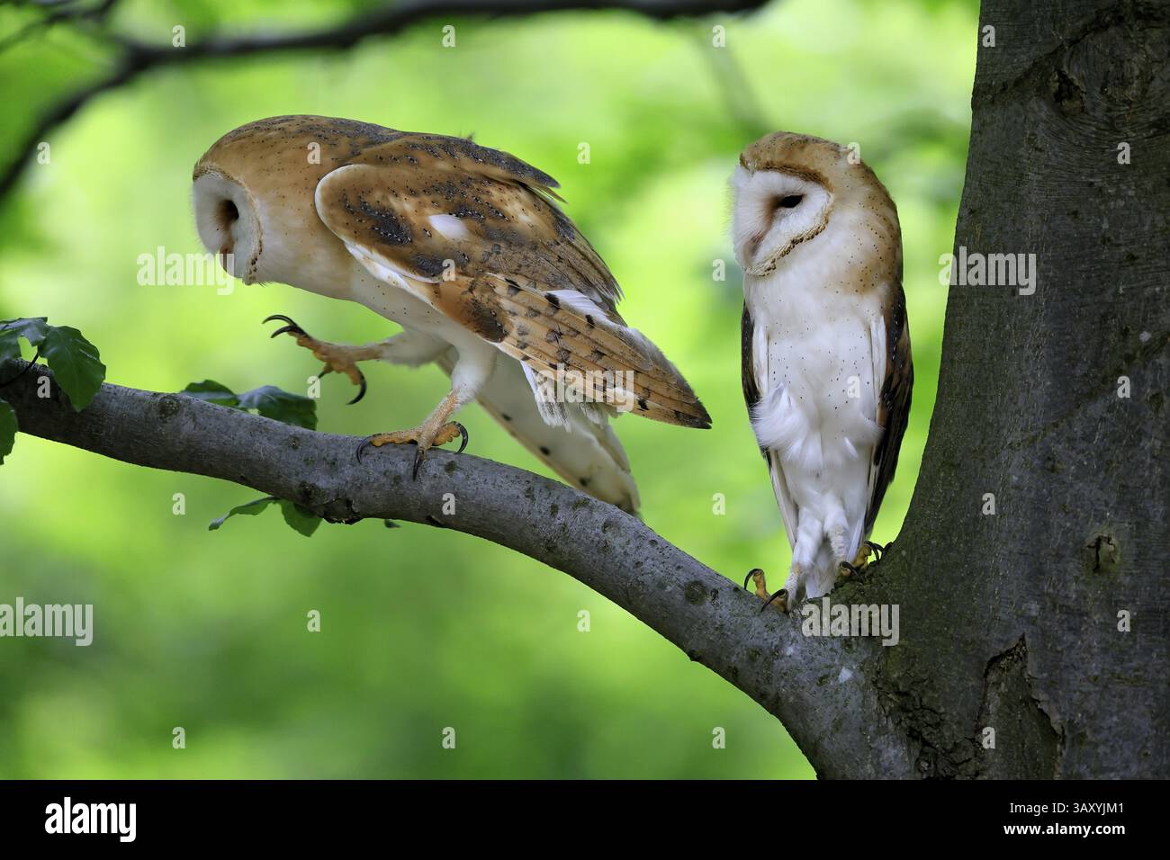 Chouette grange (Tyto alba), adulte, paire, vigilant, sur l'arbre, en été, sumava, République tchèque, Europe Banque D'Images