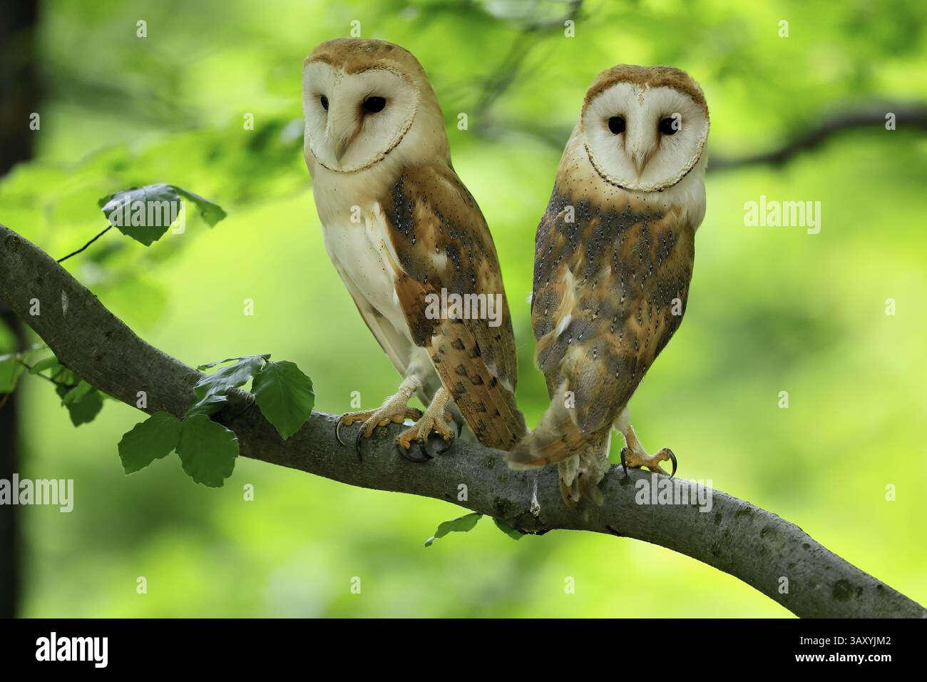 Chouette grange (Tyto alba), adulte, paire, vigilant, sur l'arbre, en été, sumava, République tchèque, Europe Banque D'Images