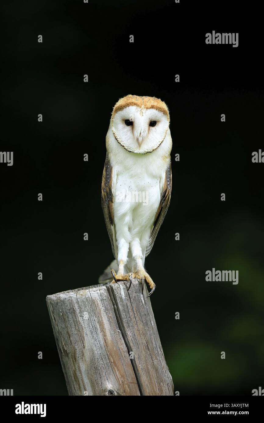 Chouette grange (Tyto alba), adulte, alerte, sur garde, sumava, République tchèque, Europe Banque D'Images