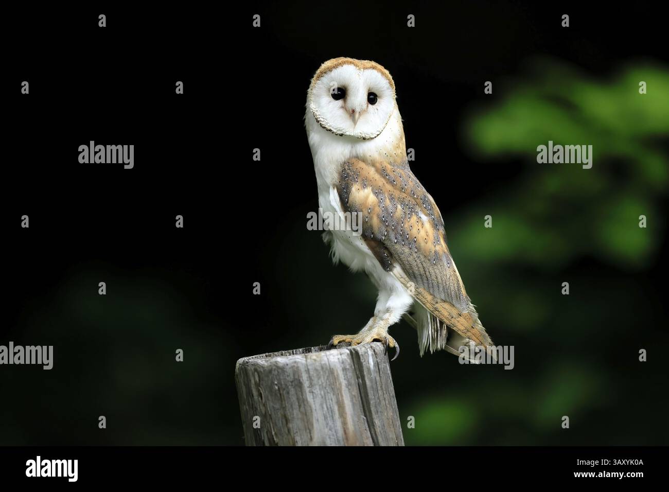 Chouette grange (Tyto alba), adulte, alerte, sur garde, sumava, République tchèque, Europe Banque D'Images